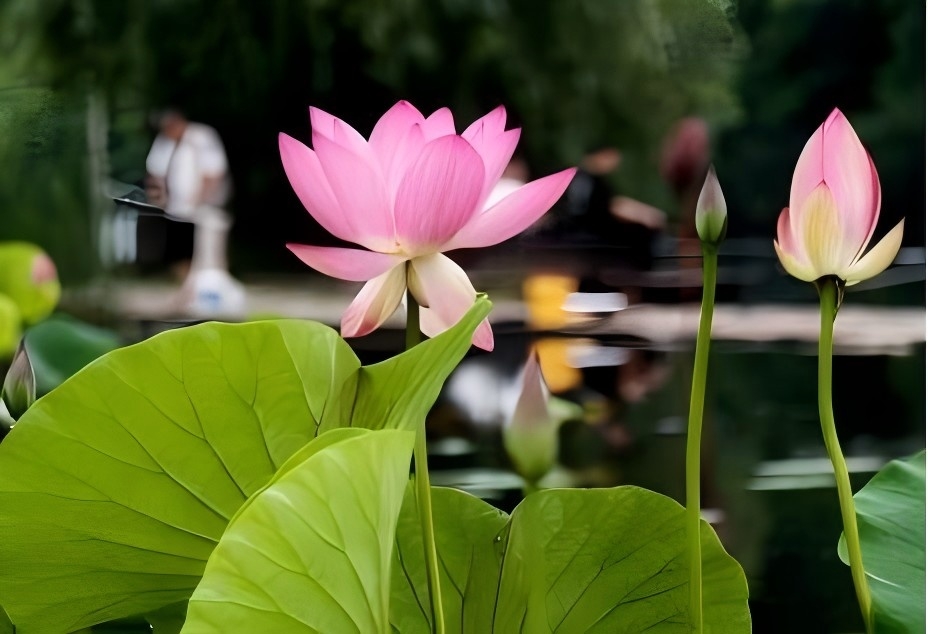 荷花(1)(1).jpg